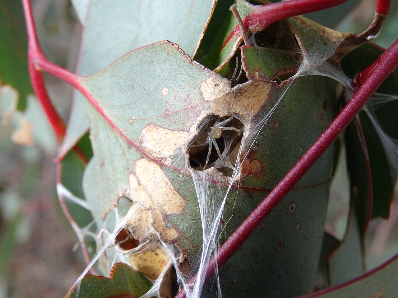 kugelförmiges Nest einer soziallebenden Spinne